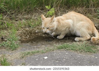 A cat with mouse mousetrap - Shutterstock ID 2315191563
