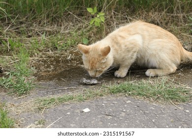 A cat with mouse mousetrap - Shutterstock ID 2315191567