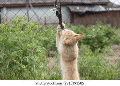 A cat with mouse mousetrap - Shutterstock ID 2315191585