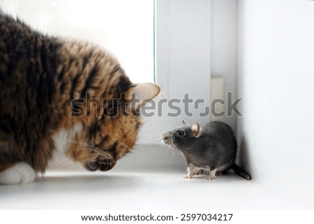 A cat and a mouse on the windowsill. A cat sniffs food without noticing a mouse