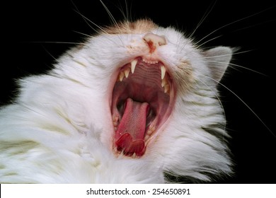 Cat With Mouth Wide Open Showing Fangs And Tongue. 