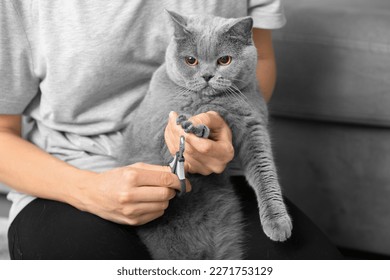 Cat nail trimming. The veterinarian trims the nails of a British breed cat. Pet care. The girl cuts the claws of a gray cat close-up. A tool for cutting the claws of animals in the hands of a close-up