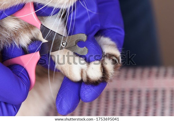 cat nails, animal care\
service