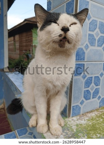the cat name is Mongmong wont sleep , he just want to eat eat eat everytime 