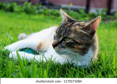 A cat named liza lying in grass with ball. She is offended that nobody playing with her. Best friend