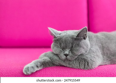 Catnap Images, Stock Photos & Vectors 