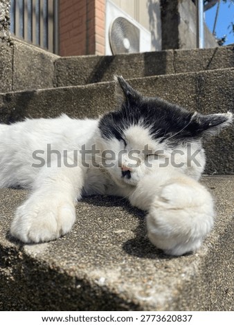A cat napping in the sun