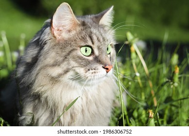 猫 横 歩く の写真素材 画像 写真 Shutterstock