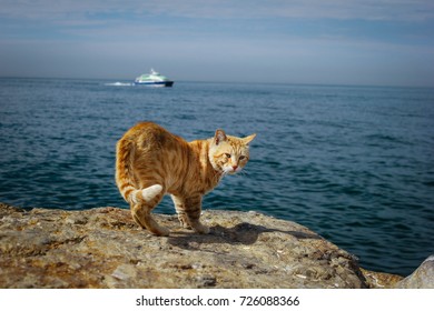 751 Cat beach chair Images, Stock Photos & Vectors | Shutterstock