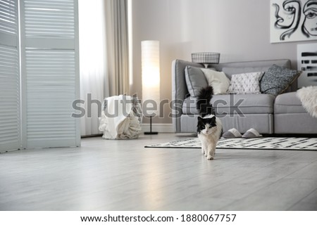 Cat near big grey sofa in living room. Interior design