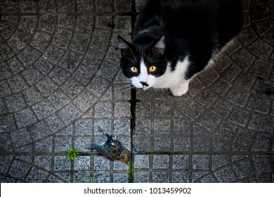 Cat Near A Dead Bird Just Hunted Looking At Camera Yellow Eyes