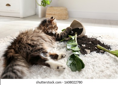 Katze bei umgedrehter Hauspflanze auf hellem Teppich zu Hause