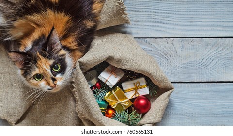 Cat Near The Sack With Christmas Gifts