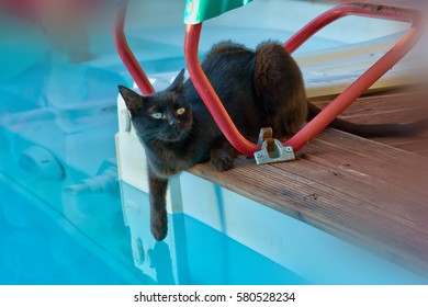 A Cat Near The Swimming Pool