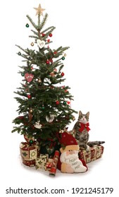 Cat Next To Christmas Tree Isolated On A White Background