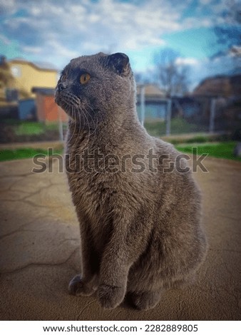 Cat Nika 💗 🐈 😺