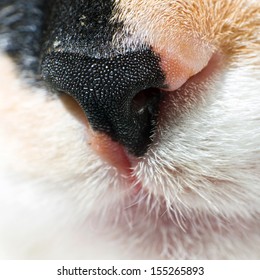 Cat Nose 