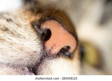 Cat Nose. Close