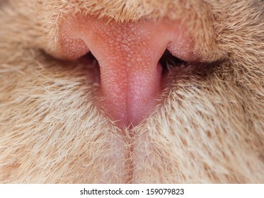 Cat Nose Close Up Photo