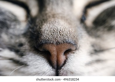 34,985 Cat nose close up Images, Stock Photos & Vectors | Shutterstock