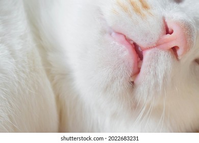 Cat Nose And Mouth Close Up.  Happy Tabby Cat Sleeping At Home.  Copy Space Is On The Left Side On The Blurry Part Of Photo.  Selective Focus.