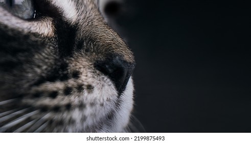 Cat nose on black background. Head of tabby smelling or sniffing. Selective focus on nostrils with defocused cat fur. - Shutterstock ID 2199875493