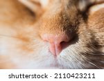 Cat nose texture macro, Cute pink and freckled nose of a sleeping cat with face details, selective focus, soft ginger red fur , whiskers and closed eyes	
