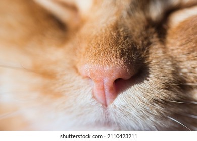 Cat nose texture macro, Cute pink and freckled nose of a sleeping cat with face details, selective focus, soft ginger red fur , whiskers and closed eyes	 - Powered by Shutterstock