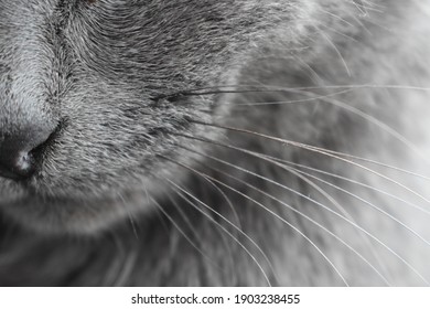 Cat Nose Whiskers Background Gray
