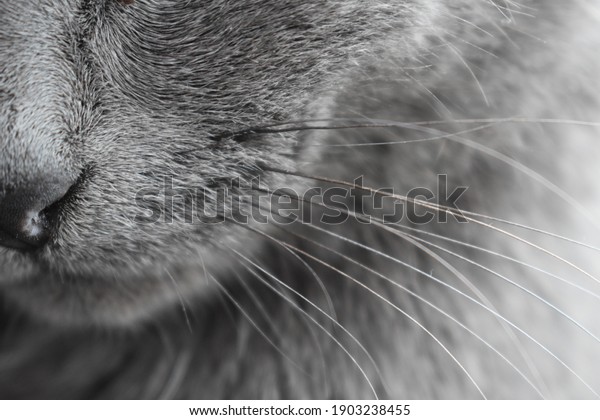 cat nose whiskers\
background gray\
