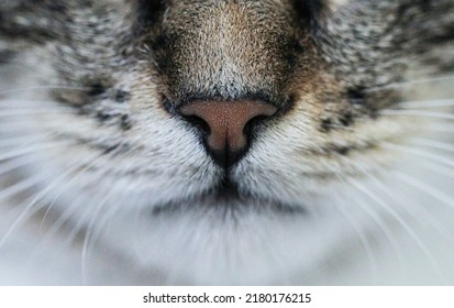 Cat Nose With Whiskers Close Up