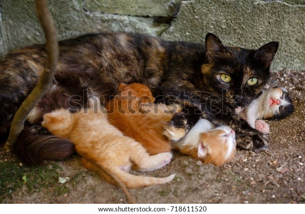 Cat nursing kittens. Feral cat\
feeding kittens. The protection of animals. Homeless\
animals.