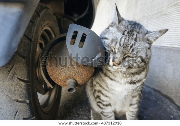 cat and old motorcycle\
exhaust pipes