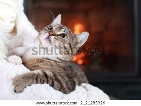Cat on a background of fire in the fireplace .Little cute Cat lying on white fur .Gray Kitten close up. Care concept. Place for text. Striped little Kitten sitting in the arms of a Woman. Tabby