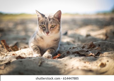 Cat On The Beach