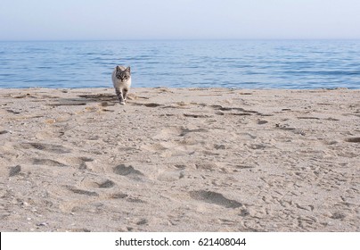 A Cat On The Beach