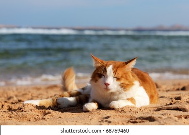 Cat On The Beach