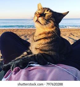 Cat On The Beach