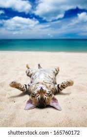 Cat On Beach And Blue Sky