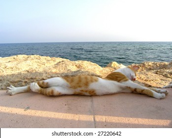 Cat On The Beach, Cyprus