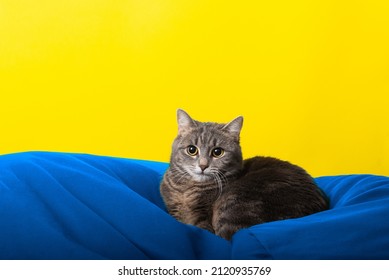 Cat on bed, sofa, bean bag
