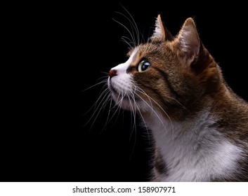 Cat On A Black Background