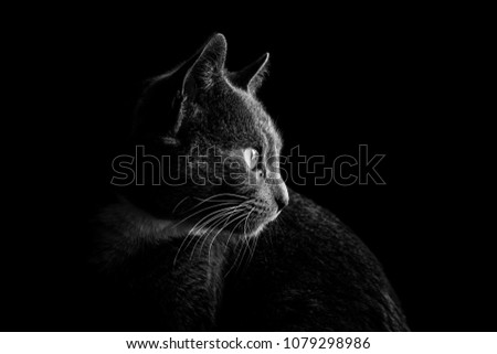 Similar – fernet Animal Pet Cat