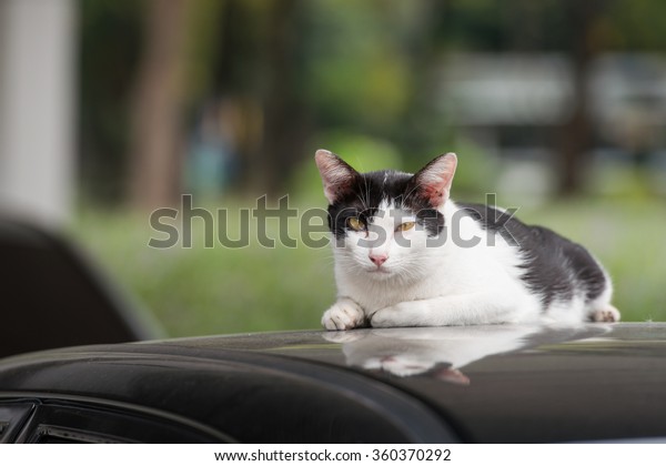 Cat on black car in\
the park / stray cat