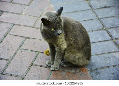 cat on bricks