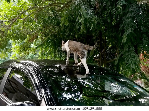 Cat on the\
car