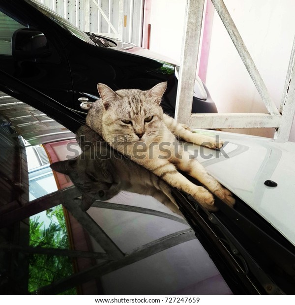 Cat on the\
car