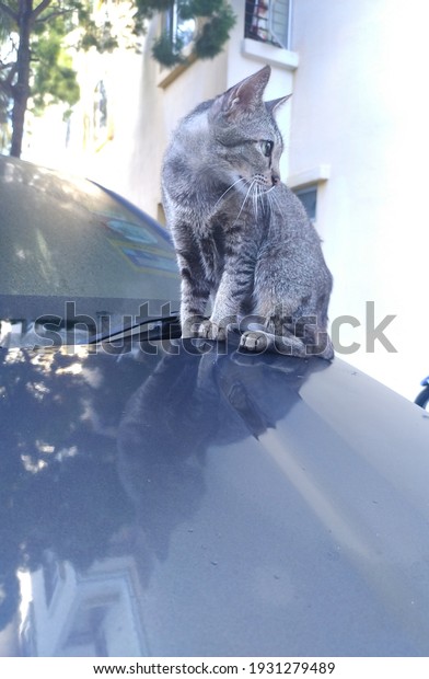 Cat on car\
bonnet. Grey cat reflection on grey car bonnet. Can sit on car\
bonnet in the morning. Grey beautiful\
cat.