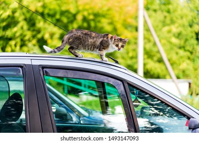 A cat on the car, a homeless cat climbed onto the roof of a car