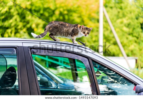 A cat on the car, a homeless cat climbed onto the\
roof of a car